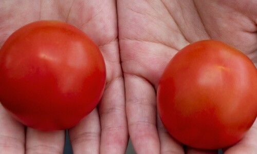 비타민D, 유전자 편집 토마토로?