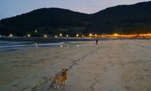 42살에 귀촌 준비…은모래 해변 200명 눌러앉은 이야기