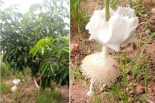 가나 호 공대 연구진이 성숙을 촉진하도록 개량한 바오바브나무의 묘목(왼쪽)과 꽃. 에그바드조르 박사 제공