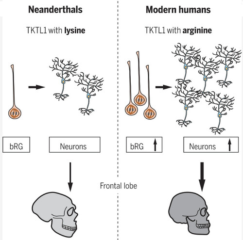 네안데르탈인과 현생인류의 TKTL1 단백질은 261번째 아미노산이 다르다(전자는 라이신, 후자는 아르기닌). 그 결과 현생인류에서 활성이 커져 태아 발생 과정에서 전두엽에서 bRG와 뉴런을 더 많이 만들어 네안데르탈인보다 더 똑똑해진 것으로 보인다. &lt;사이언스&gt; 제공