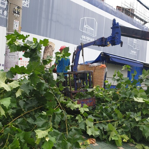 지난 8월 말 서울 성북구 한성대입구역 근처 가로수들이 잘려나가고 있다. 정다경 제공