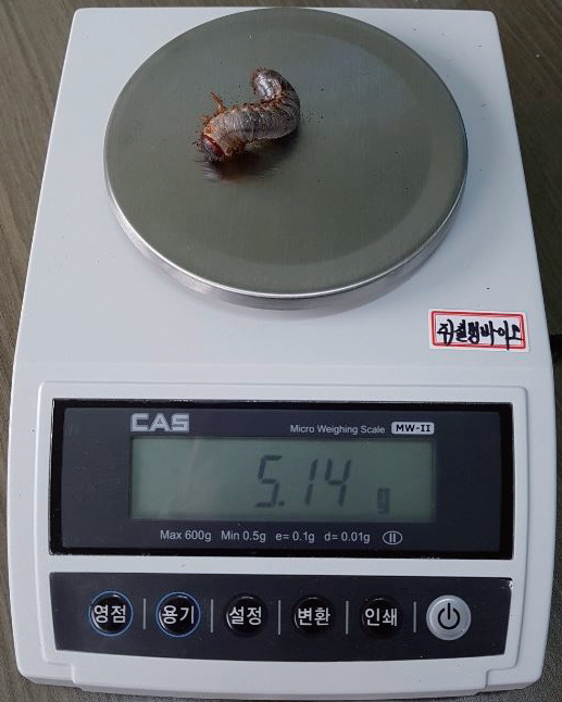 '라바푸드'를 먹고 무럭무럭 자란 곤충의 무게는 정밀 전자저울로 측정한다. 사진 공희준 제공