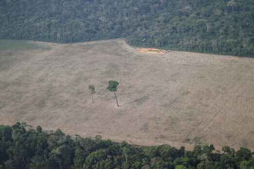 브라질 아마존의 무성했던 숲이 훼손된 모습. 마치 이발기계가 마구잡이로 머리를 밀고 지나간 것처럼 휑하다. 2020년 8월14일 촬영했다. 로이터 연합뉴스