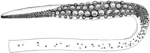 대왕오징어의 빨판. 수백개의 빨판 가장자리에는 날카로운 키틴질 톱니가 달려 부착한 피부에 상처를 낸다. 위키미디어 코먼스 제공.