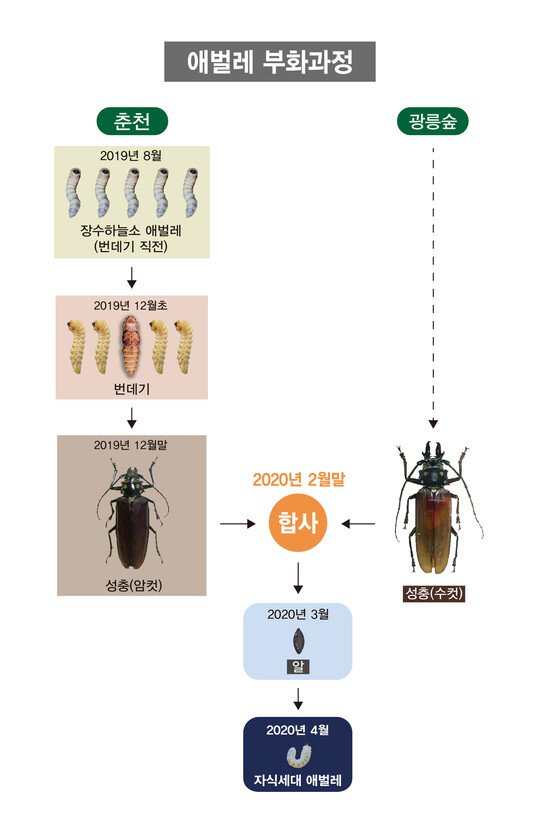 장수하늘소 애벌레의 부화과정을 정리한 국립문화재연구소의 설명 그림. ※ 이미지를 누르면 크게 볼 수 있습니다.