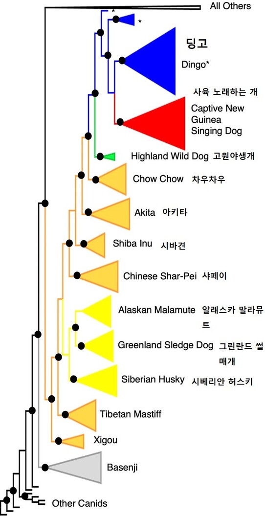 이번에 원종으로 확인된 고원 야생 개(연두색 화살표)와 다른 고대개 품종 사이의 유전적 거리. 수르바크티 외 (2020) PNAS 제공.