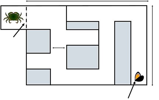 꽃게의 미로실험 장치 얼개. 왼쪽이 출발점이고 오른쪽 으깬 홍합이 도착점이다. 통로는 10㎝ 폭이고 가로는 75㎝, 세로는 50㎝이다. 로스 데이비스 외(2019) ‘바이올로지 레터’ 제공.