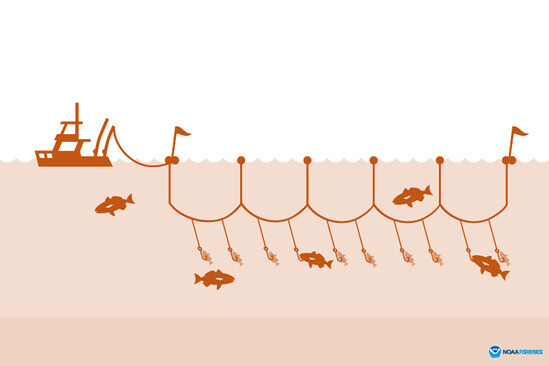연승어획 방법. 대양의 표층에 긴 줄을 드리우고 수십만 개까지 낚시를 드리운다. 상어 등의 부수어획이 심각한 부작용이다. 미국 해양 대기관리청(NOAA) 제공.