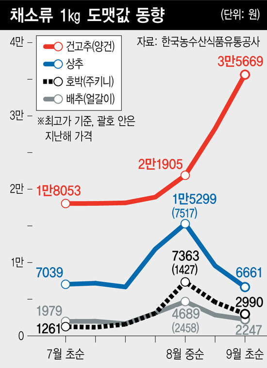 채소류 도맷값 동향 그래픽