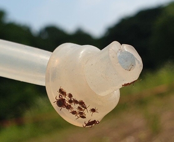 권역별 기후변화 매개체 감시센터에서 채집한 진드기. 사진 질병관리청 제공