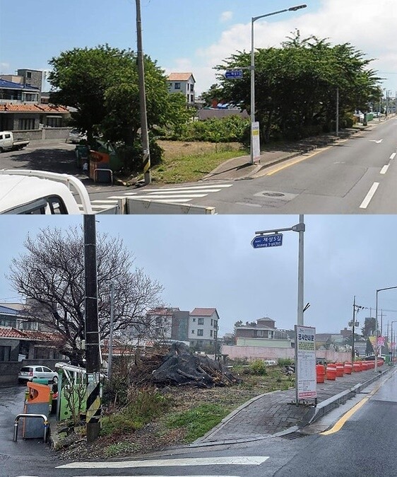 도로 확장 이전 제주시 제성마을 왕벚나무들(위)과 도로 확장 이후 잘려나간 왕벚나무들(아래) 다음 로드뷰, 제주참여환경연대 제공