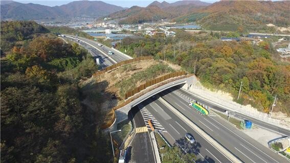 한국도로공사는 야생동물 사고 예방을 위해 건설 중인 고속도로 전 구간에 야생동물 침입방지 유도울타리와 생태통로를 설치하고 있다. 사진은 추풍령 생태통로. 한국도로공사 제공