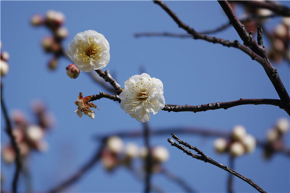 지난 29일 한려해상국립공원 거제도 춘당매.