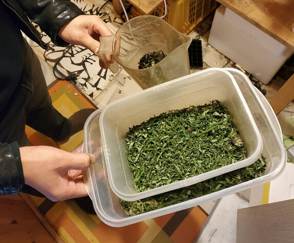 한 가수의 주거지에서 발견된 대마. 서울중앙지검 제공