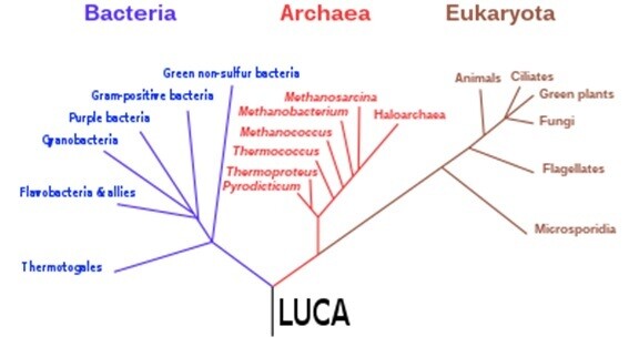 세균(Bacteria), 고균(Archaea), 진핵생물(Eukaryota), 그리고 LUCA의 계통수 (출처: Wikipedia)