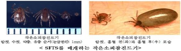 중증열성혈소판감소증후군 바이러스를 매개하는 작은소피참진드기 모습.