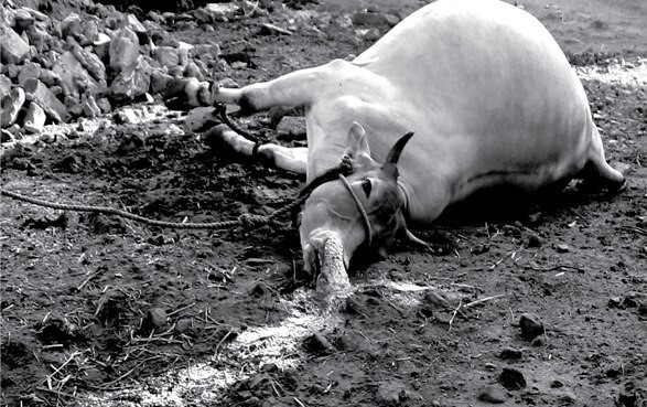 지난 5월7일 인도 엘지폴리머스 가스 누출로 주민이 키우는 소가 쓰러졌다. 환경보건시민센터 제공