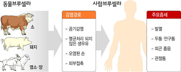 브루셀라 감염경로와 주요 증세. &lt;한겨레&gt; 그래픽 ※ 이미지를 누르면 크게 볼 수 있습니다.