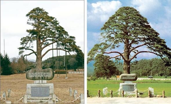 600살을 넘기면서 애초 자태를 잃어가는 정이품송(왼쪽). 1990년대 초까지 우아한 정삼각형 자태를 보이던 정이품송(오른쪽).