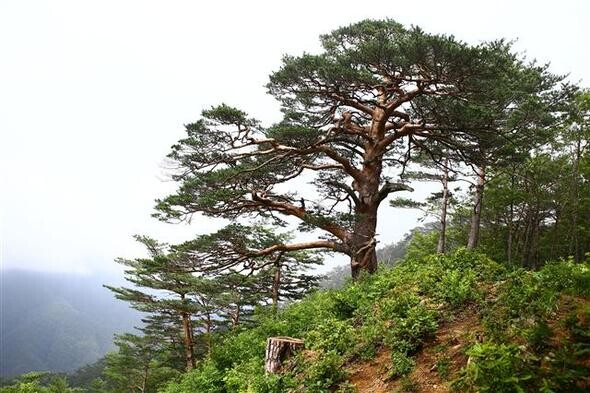 사진작가 장국현(71·사진)씨