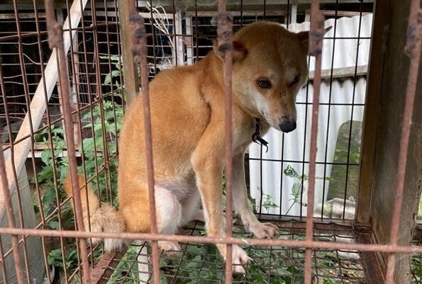 지난해 진도개보호구역인 진도군 내 식용개 농장에서는 천연기념물 진도개 4마리를 포함한 예비견 7마리가 발견돼 충격을 줬다. 라이프 제공