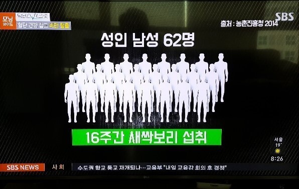 9월14일 <에스비에스>(SBS) <모닝와이드>에서 혈관 건강과 비만 탈출을 위해 새싹보리를 추천했다. 화면 갈무리