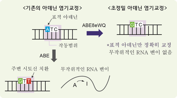 주변 시토신까지 치환해버리는 부작용을 없앤 초정밀 아데닌 염기교정 유전자가위 작동 원리를 설명하는 모식도. 한양대 분자유전공학연구실 제공