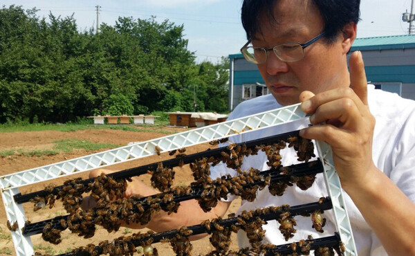 심온 대표는 벌침 성분의 치료 효능을 체험한 뒤 양봉을 시작했다. 사진 온스농장 제공