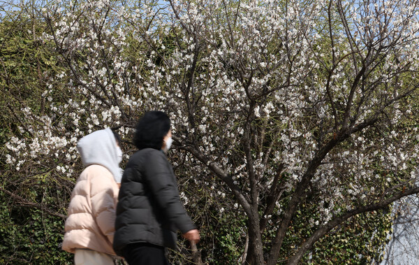 꽃샘추위가 찾아온 13일 서울 청계천 매화거리에 핀 매화꽃 아래로 두툼한 외투를 입은 시민들이 걸어가고 있다. 연합뉴스