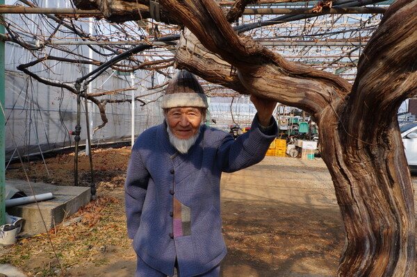 항보 선생이 인터뷰에 앞서 자신이 일군 덕천포도원의 한 포도나무 아래서 사진을 찍고 있다. “미국의 한 포도나무 한 그루는 1년에 포도 8톤을 수확했다고 하더군요.” 그는 내달 내는 문집에는 함평고구마사건 단식 농성 때 자신이 단식 농민들을 대표해 쓴 선언문과 도법 스님이 만드는 잡지에 쓴 기고문 등이 실린다고 했다. 강성만 선임기자