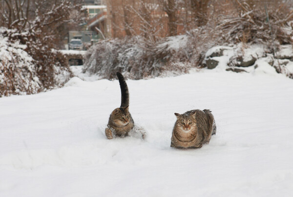 눈밭에서 노는 이용한 작가의 고양이 식당 고객들. 이용한 작가 제공