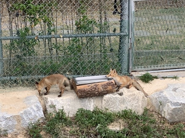 경북 영주 국립공원연구원 중부보전센터 생태학습장에 있는 붉은여우. 영주/김윤주 기자