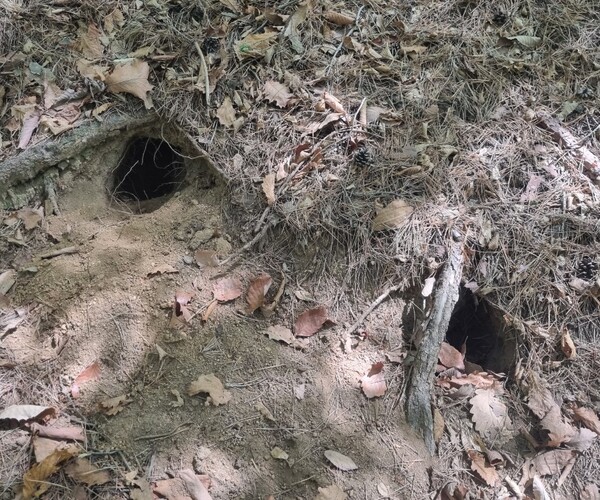 대구 팔공산 관암시 인근 지역에서 곰이 발견됐다는 신고에 대구지방환경청이 조사를 진행했다. 당시 발견된 오소리 굴. 대구지방환경청 제공