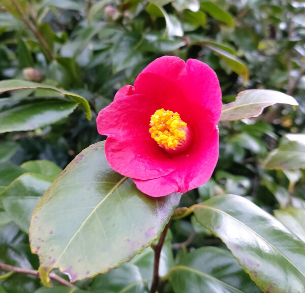 칠락산에 핀 동백꽃. 김선식 기자