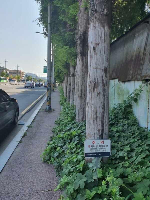 광주시 남구 송하동 부일정미소 앞 인도엔 오래된 메타세쿼이아들이 인도를 점유하고 있다. 정대하 기자