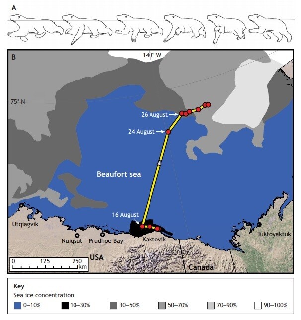 북극곰의 수영 모습(A). 물속에서 저항이 커 걷는 것보다 4배 이상 에너지가 든다. 열흘 동안 462㎞를 수영한 암컷 성체 북극곰의 이동 경로(B). 앤서니 파가노 등 (2021) ‘실험생물학 저널’ 제공.