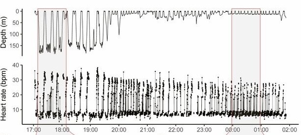 대왕고래가 헤엄치는 수심(위)과 심박수(아래)의 관계. 깊이 잠수해 사냥할 때 심장박동이 급격히 떨어졌다 바다 표면에 나올 때 급속히 증가하는 양 극단을 오가는 현상을 볼 수 있다. 골드보겐 외 (2019) ‘피나스’ 제공.