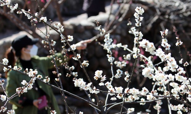 [1면 사진 모아보기] 드디어 봄!