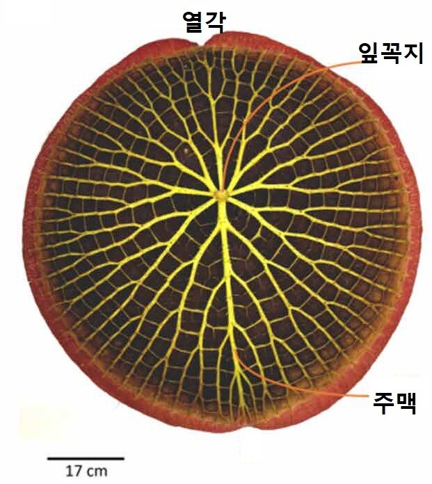 빅토리아수련 잎 뒷면의 맥관구조. 핀 복스 외 (2022) ‘사이언스 어드밴시스’ 제공.