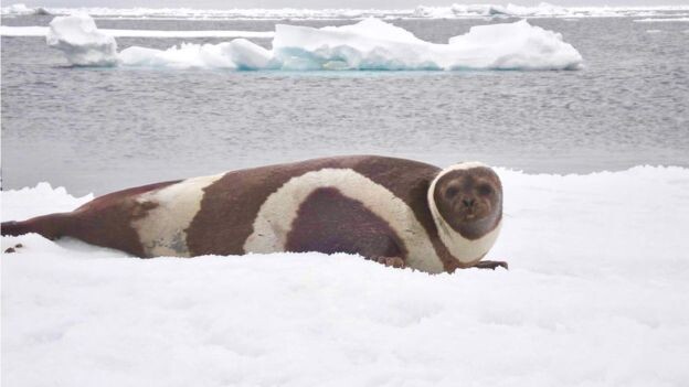 얼음 위의 얼룩큰점박이 바다표범. 미국 해양대기청(NOAA) 제공