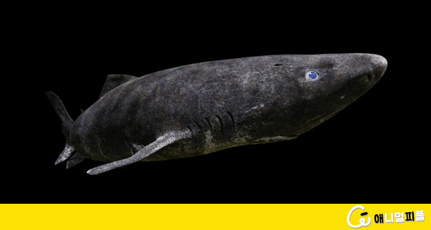 극지방 그린란드 상어가 열대 바다서 발견됐다…어떻게 갔지?