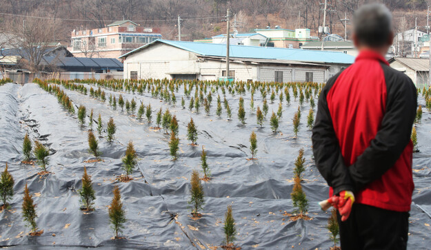 LH 직원들의 투기 의혹이 제기된 경기도 시흥시 과림동의 한 밭에 묘목들이 심겨 있는 모습. 연합뉴스