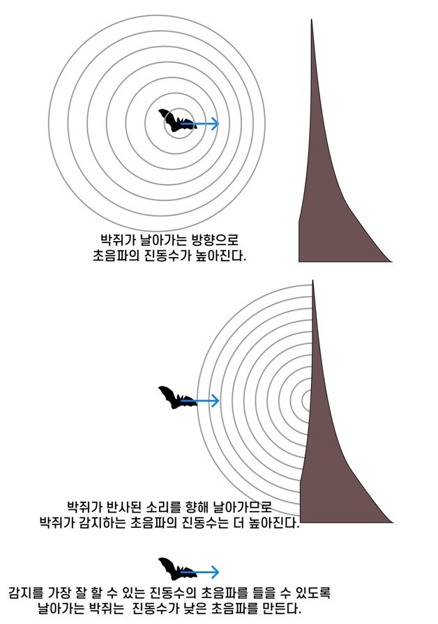 도플러 효과로 박쥐가 날아가는 방향으로 초음파의 진동수가 높아진다.(윗그림) 이렇게 높아진 진동수의 초음파가 반사되고, 초음파를 반사하는 물체를 향해 날아가는 박쥐는 추가로 더 높아진 진동수의 초음파를 감지한다.(중간그림) 최적으로 감지할 수 있는 진동수의 초음파를 들을 수 있도록, 날아가는 박쥐는 진동수가 더 낮은 초음파를 만든다.  도플러 효과로 커진 진동수를 최적으로 감지할 수 있는 진동수에 맞추기 위함이다.