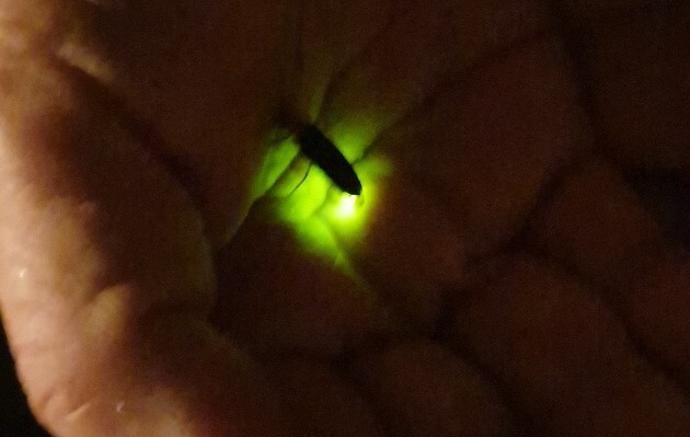 늦반딧불이가 손바닥 안에서 빛을 발하고 있다.