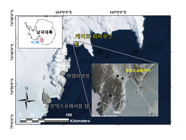 아델리펭귄에게 공격받은 남극도둑갈매기 둥지(검정색 점)와 아델리펭귄 번식지(회색 점). 극지연구소 제공