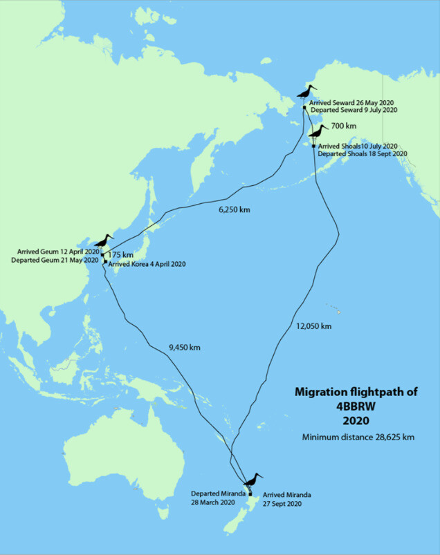 2020년 최장거리 비행 기록을 세운 큰뒷부리도요 4BBRW의 비행경로. 서해안 갯벌을 경유했다. 푸코로코로 미란다 물새 센터 제공.