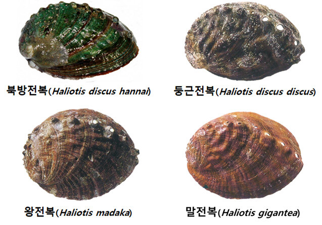 국내 토종 전복 4종. 국립수산과학원 제공