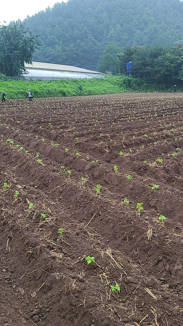 밀을 베고 난 밭을 갈고 들깨 모종을 옮겨 심었다. 다 심고 밭에서 나오는 식구들이 멀리 보인다. 원혜덕 제공