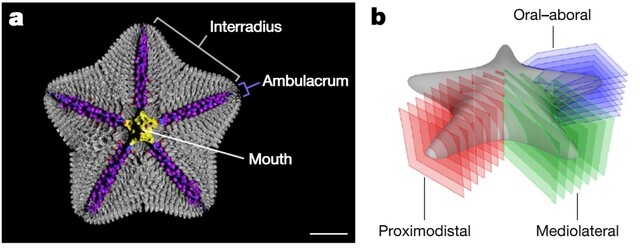 알엔에이(RNA) 단층촬영을 통해 알아본 불가사리의 신체 구조(a). 회색은 골격, 노란색은 소화관(입), 보라색은 수관계, 파란색은 중추신경계를 나타낸다. 불가사리의 신체 구조를 알아보기 위한 영역 구분(b). 사우샘프턴대학교 제공