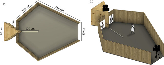 주마린동물원의 성체 아프리카펭귄 12마리가 실험에 참여했다. 실험 영역에 조건을 달리한 두 펭귄의 사진을 붙인 뒤 펭귄이 배우자를 인식하는지 평가했다. 루이지 바치아돈나·토리노대학교